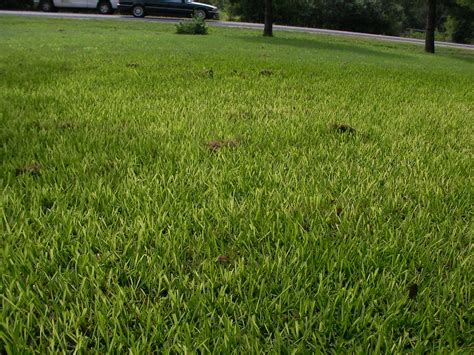 Yellowing St Augustine Grass Selvas Website