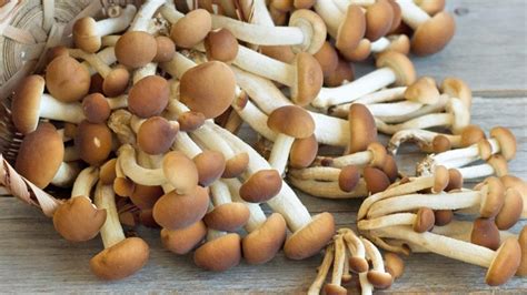 Funghi Chiodini Come Prepararli Con 3 Ricette Saporite