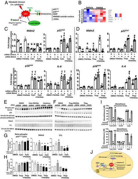 PAHSAs Reduce Cellular Senescence And Protect Pancreatic Beta Cells