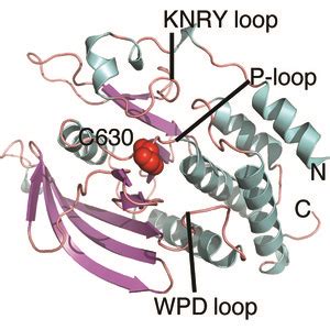 IUCr High Resolution Crystal Structures Of The D1 And D2 Domains Of