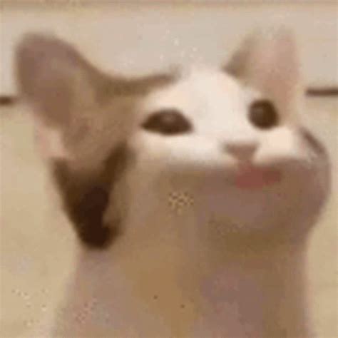 GIFs De Talking Cat Tenor