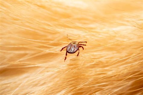 Febre Maculosa Entenda A Transmiss O Da Bact Ria E Saiba Como Se