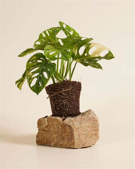 Monstera Adansonii Aurea Gatenplant Online Kopen PLNTS