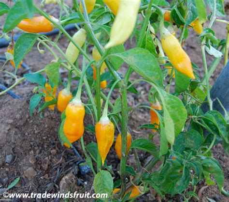 Aji Dulce 1 Pepper Seeds