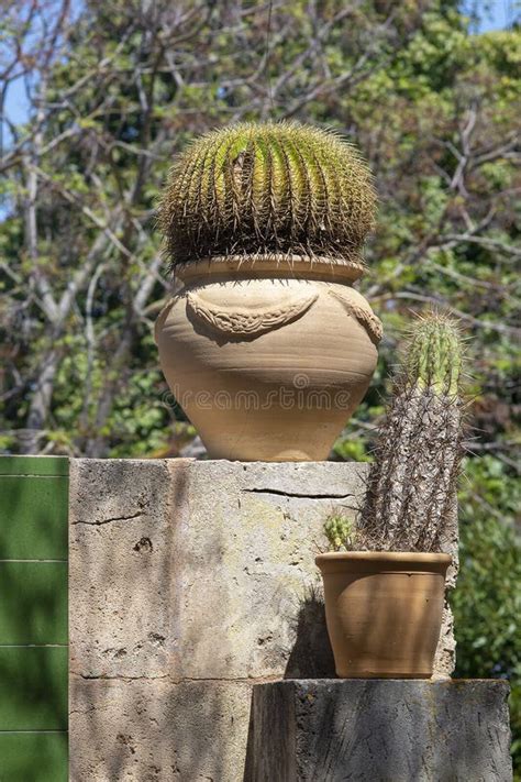 Planta Del Cactus En Pote De La Terracota Foto De Archivo Imagen De