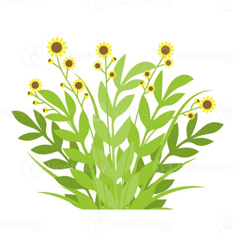 Wildflowers And Grass Beautiful Bouquets Of Meadow Flowers Png