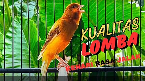 KENARI GACOR DURASI PANJANG SUARA BURUNG KENARI PANCINGAN MASTERAN