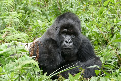 Gorilla Vocalizations - Dian Fossey Gorilla Fund