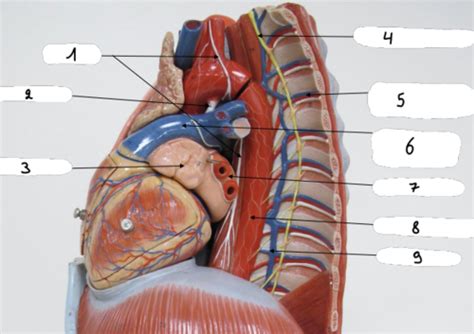 Anatomie Cardio Flashcards Quizlet