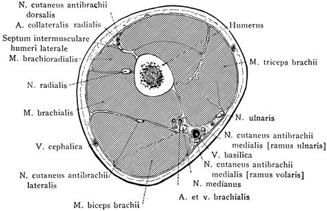 Arm Anatomy Cross Section