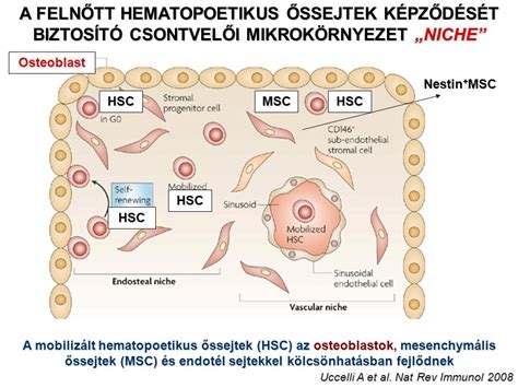 AZ IMMUNRENDSZER FELÉPÍTÉSE ÉS MŰKÖDÉSE ppt letölteni