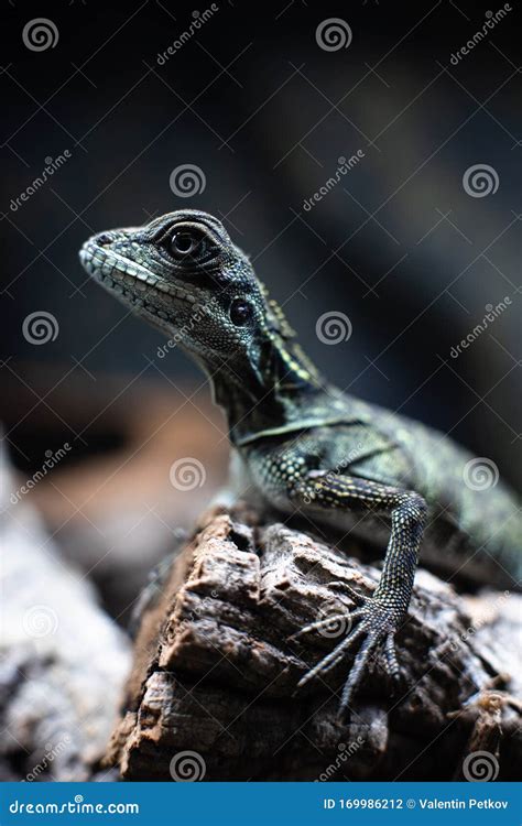 Green Lizard Long Tail Standing on a Piece of Wood Dof Sharp Focus ...