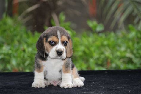 Find Purebred Beagle Dogs and Puppies for sale | Mr n Mrs Pet