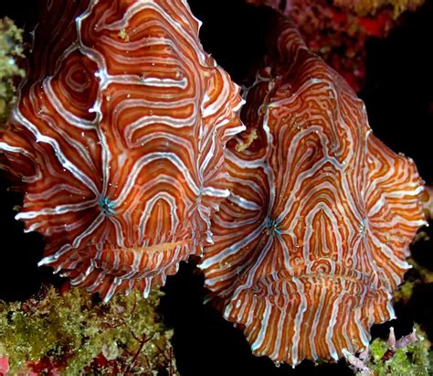 Psychedelic Frogfish: A Colorful Enigma of the Deep | WorldWeet