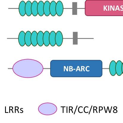 Schematic Protein Structure Of The Three LRR CR Subfamilies LRR RLK