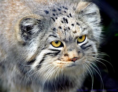 The Creature Feature 10 Fun Facts About The Pallas Cat Wired