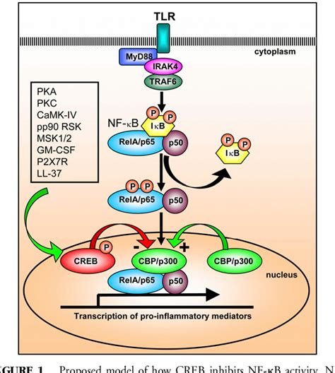 Figure 1 From In Immune Function The Role Of The Transcription Factor Creb Semantic Scholar