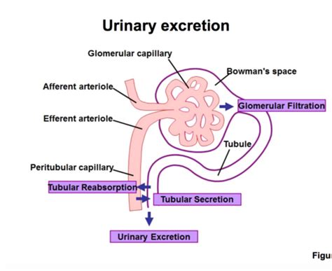 Lecture Glomerular Filtration And Renal Blood Flow Flashcards Quizlet