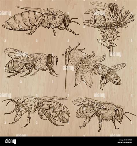 Bienen Imkerei Und Honig Auflistung Einer Hand Gezeichnet Vektor