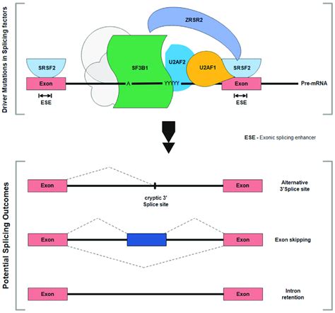 Driver Mutations In Splicing Factors The Diagram Shows Key Driver