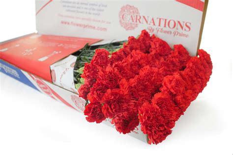 Red Carnations