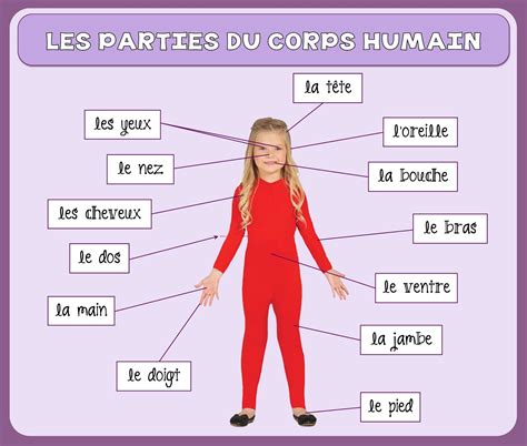 Les Parties Corps Humain