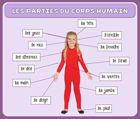 Les Parties Du Corps Humain Francais Hot Sex Picture