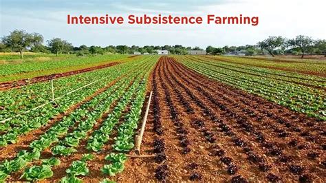 Know The Advantages Disadvantages Of Subsistence Farming