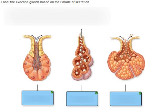 Exocrine Glands Based On Their Mode Of Secretion Diagram Quizlet