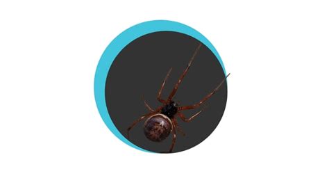 False Black Widow Spider Zunex Pest Control