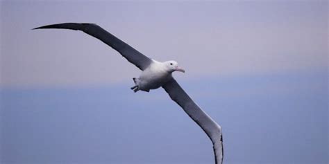 Envergadura Média Do Albatroz Gigante Mundo Ecologia