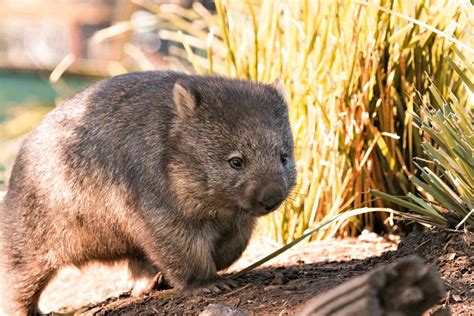 Everything You Need To Know About Wombats — Bonorong Wildlife Sanctuary