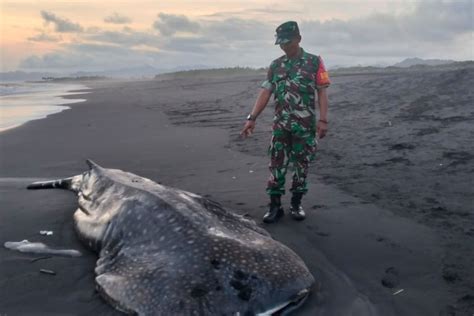 Hiu Paus Tutul Ditemukan Terdampar Di Pantai Selatan Lumajang ANTARA News