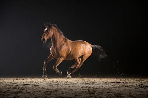 A Guide to Horse Gaits: Terminology for Beginners - Horse Rookie