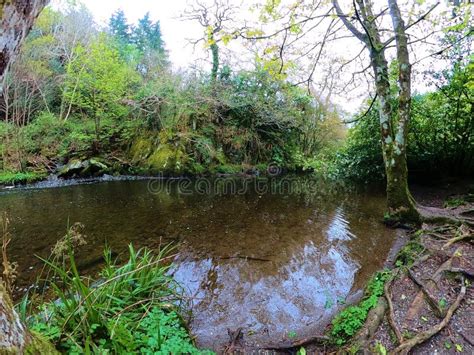 Forest Stream Surrounded By Timberland In Ancient Old Growth Forest