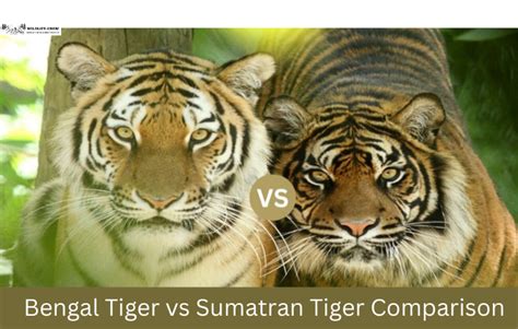 Bengal Tiger Vs Sumatran Tiger Comparison Wildlifegrow