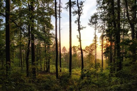 Limit Miejsc Wyczerpany Szacowanie Szk D Owieckich I Prawo Owieckie