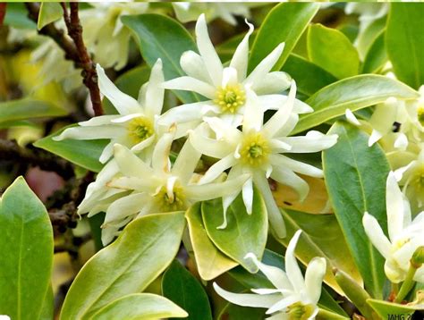 Star Anise Herb Illicium Verum 15 Seeds