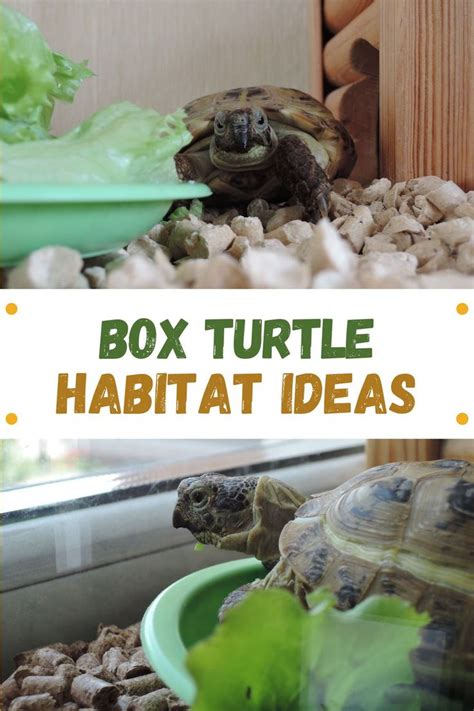 Box Turtle Habitat Ideas