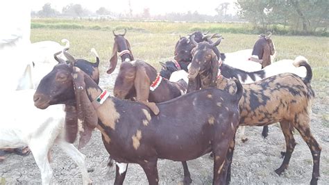 Kamori Goat Breed in Pakistan | movashimandi.com