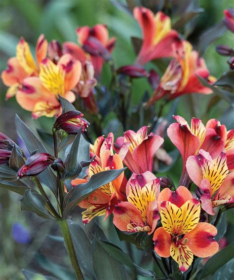 Peak-Season Perennials for the Northwest - Fine Gardening