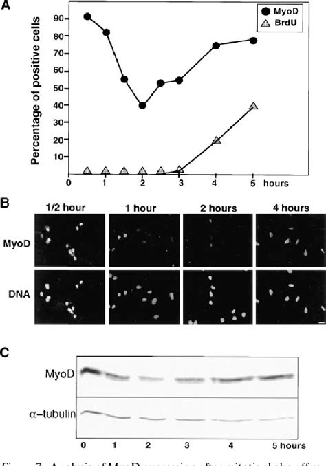 Figure From The Muscle Regulatory Factors Myod And Myf Undergo