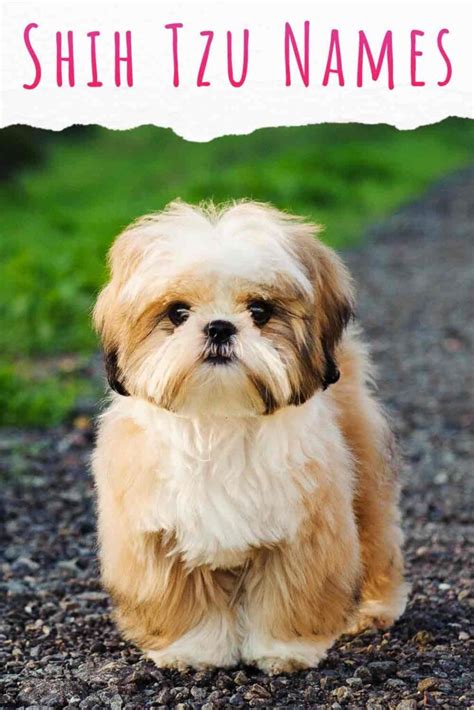 Shih Tzu Names - Adorable To Awesome Ideas For Naming Your Puppy