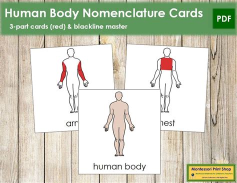 Parts Of A Human Body Nomenclature 3 Part Cards RED Etsy Canada In