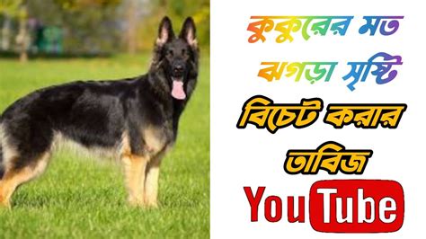 কুকুর বিড়ালের মতো বিচেট ঘটার তাবিজ🔱 Youtube