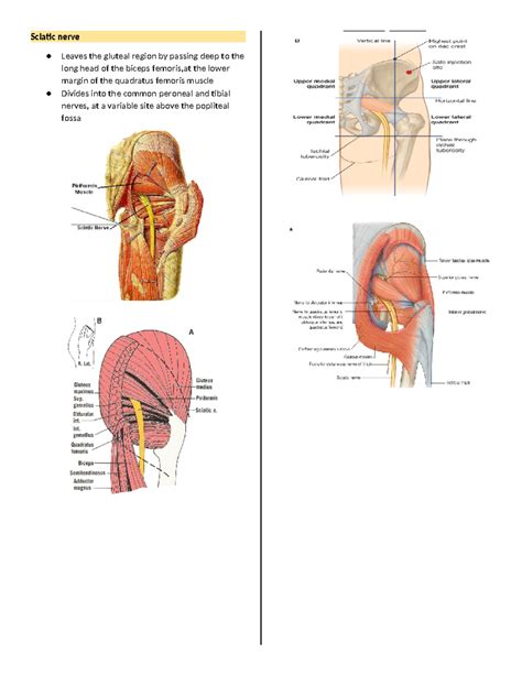 General anatomy - Sciatic nerve, Greater sciatic foramen, Lesser ...