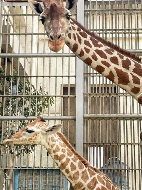 キリンの赤ちゃん死ぬ 天王寺動物園・先月26日誕生 Yahooニュース オリジナル The Page Yahooニュース