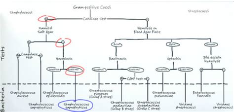 Medical Microbiology Lab Flashcards Quizlet