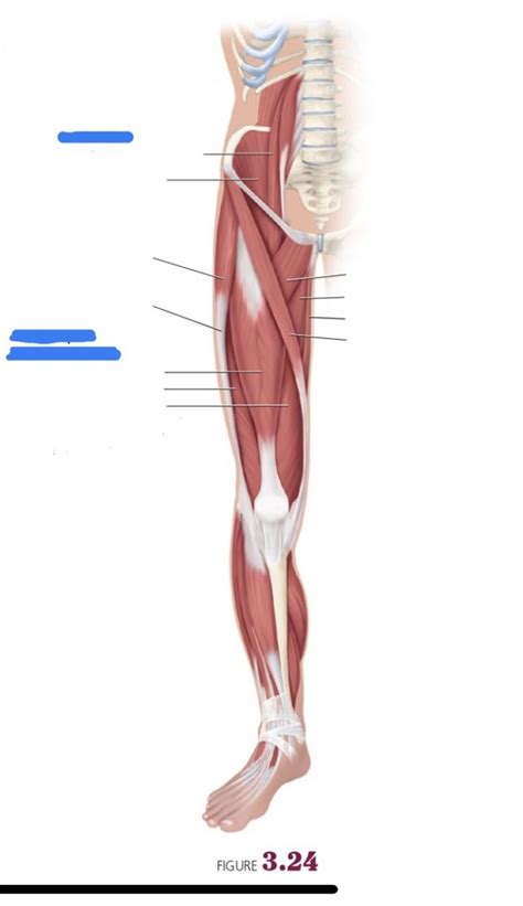 Acting On Hip Thigh Anterior Muscles Pt 1 Diagram Quizlet