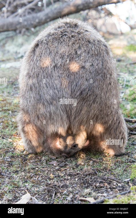 Wombat Baby Pouch Hi Res Stock Photography And Images Alamy